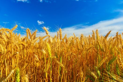 Field of ripe wheat in summer