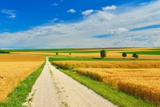 A country road across the wheat fields