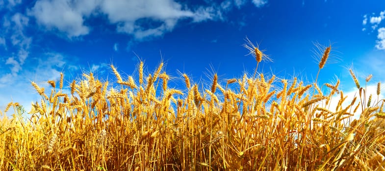 Field of ripe wheat in summer