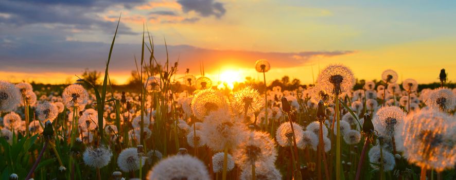 Dandelions on spring meadow