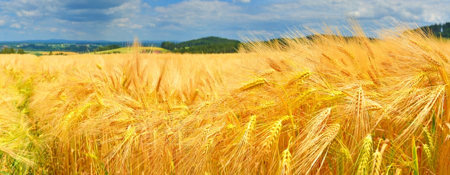 Field of ripe wheat in summer