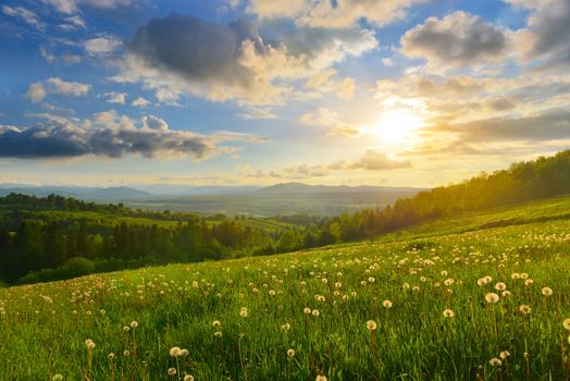 Dandelions on spring meadow