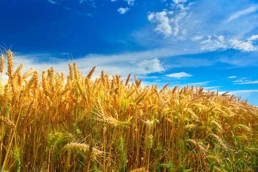 Field of ripe wheat in summer