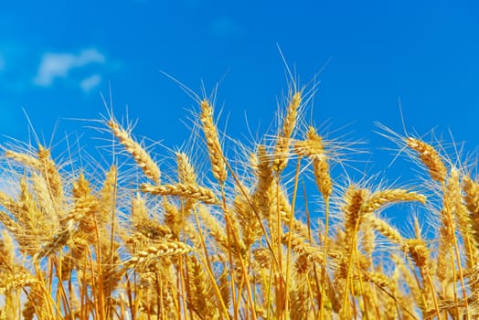 Field of ripe wheat in summer