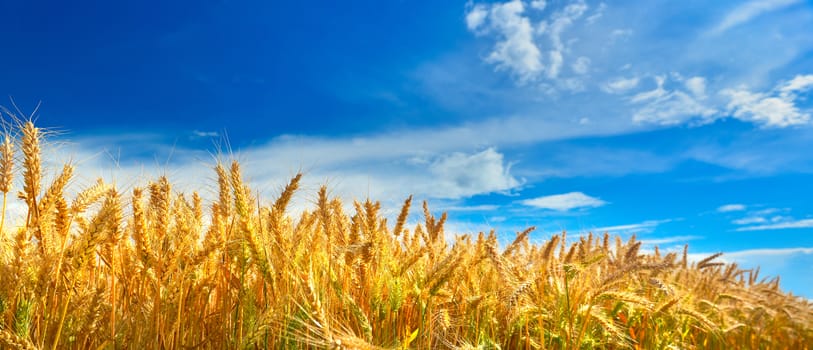 Field of ripe wheat in summer