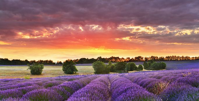 Twilight lavender field, Provence, France