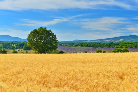 Wheat field in highland, France