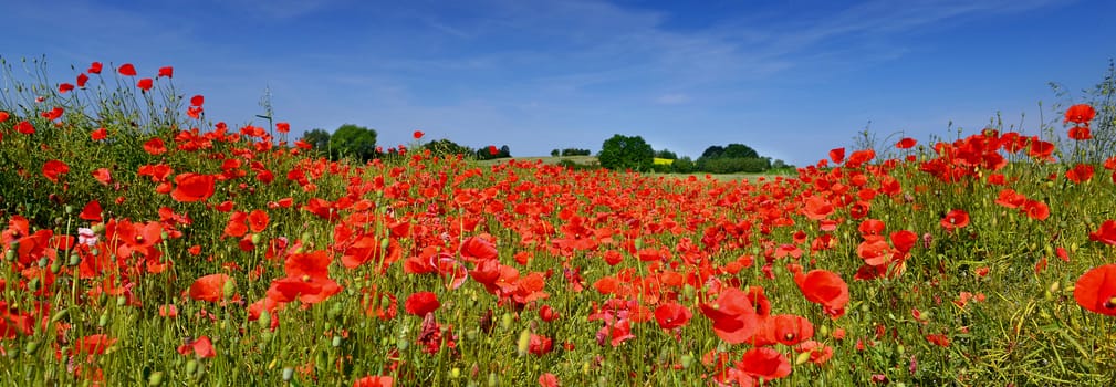 Poppies in summer countryside.