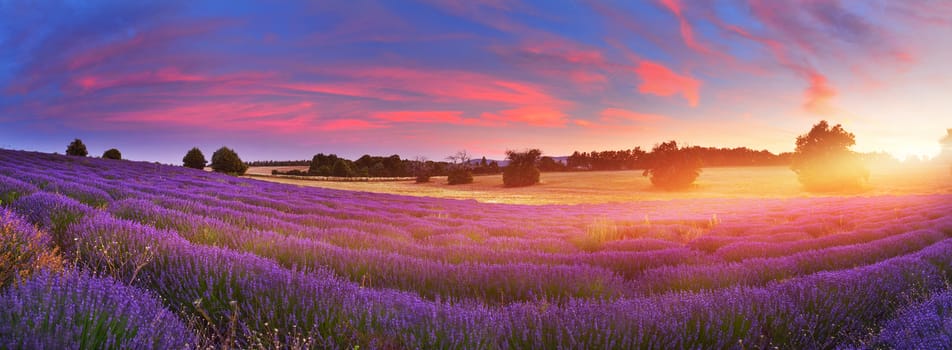 Panorama of lavender field