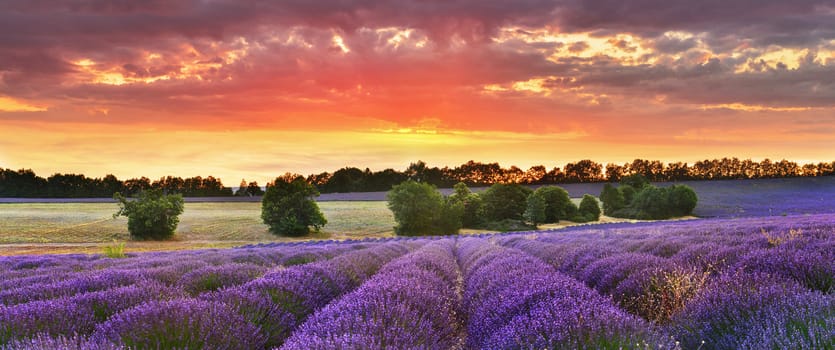 Twilight lavender field, Provence, France