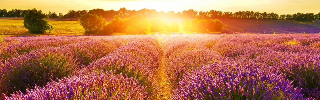 Lavender field at sunset