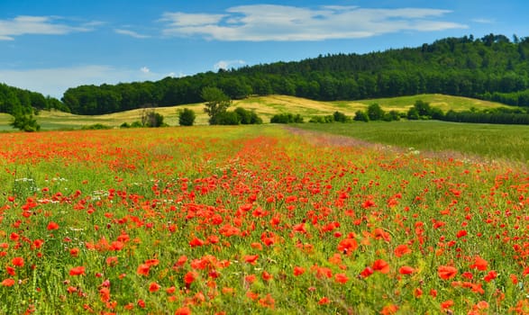 Poppies in summer countryside.