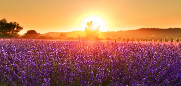 Lavender field at sunset