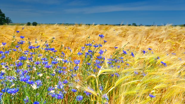 Wheat field in summer