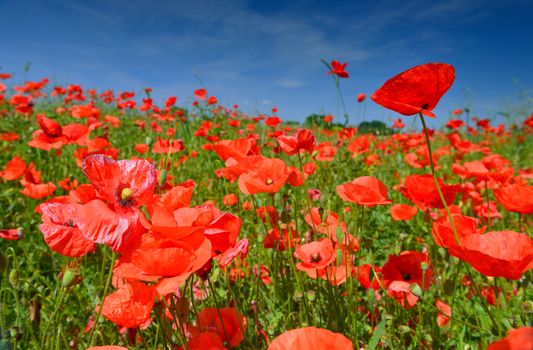 Poppies in summer countryside.