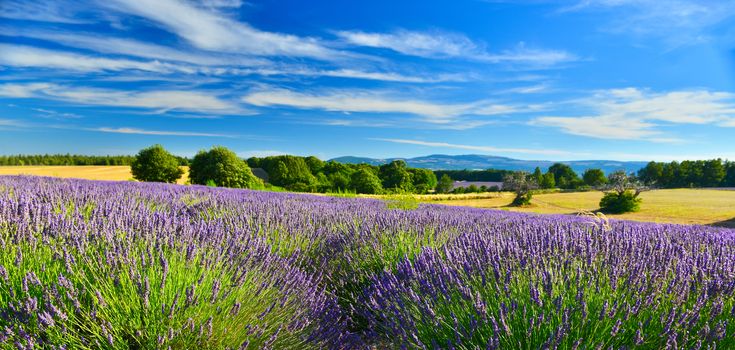 Lavender field in Provence