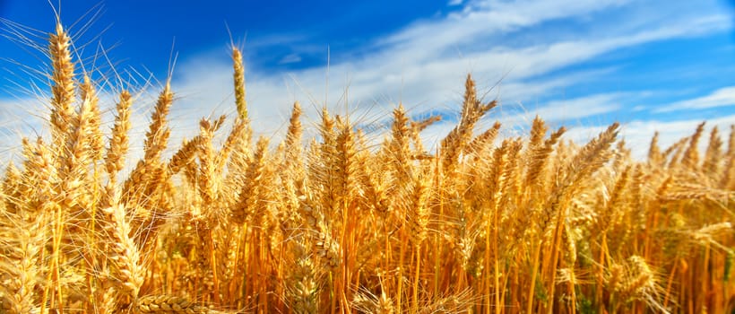 Wheat field in summer