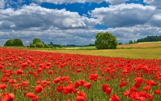 Poppies in summer countryside.