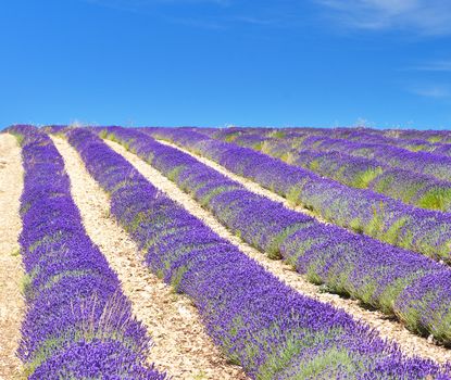 Lavender field in Provence