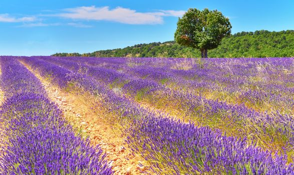 Lavender field in Provence