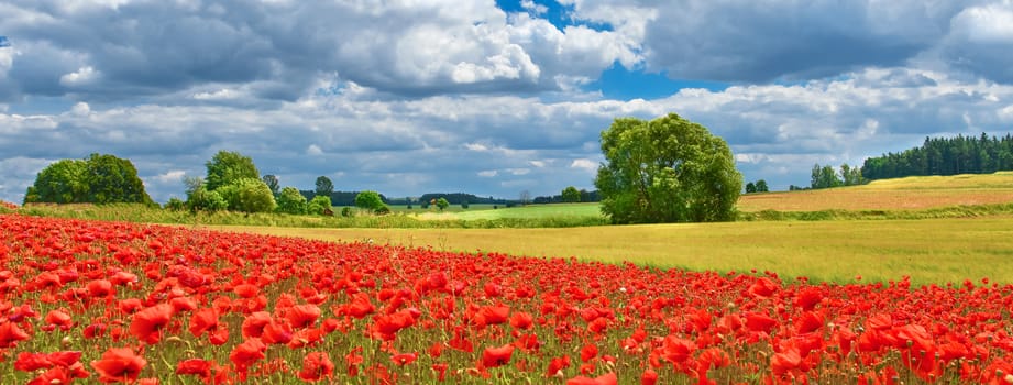 Poppies in summer countryside.