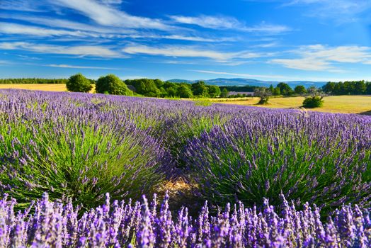 Lavender field in Provence