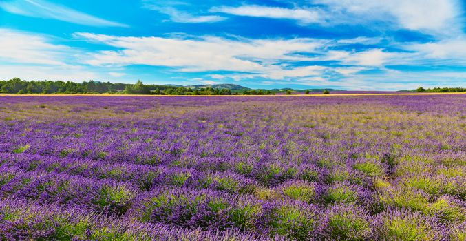 Lavender field in Provence