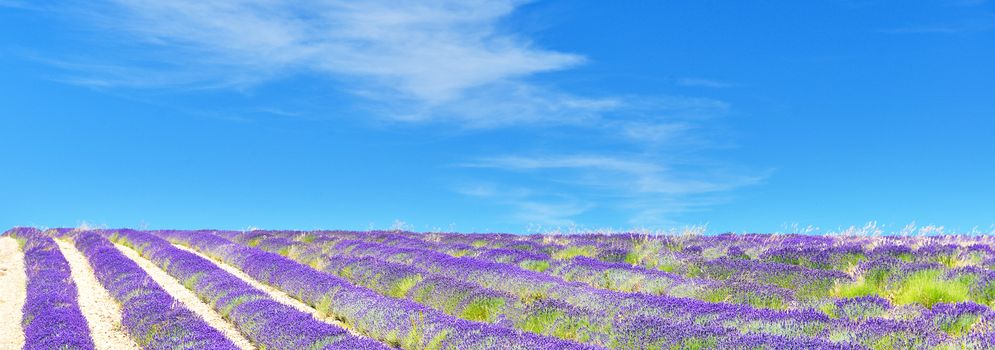 Lavender field in Provence