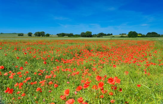 Poppies in summer countryside.