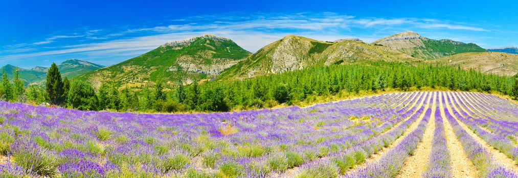 Lavender field in Provence