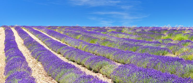 Lavender field in Provence