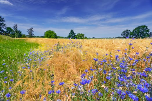 Wheat field in summer