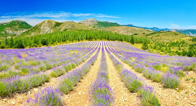 Lavender field in Provence