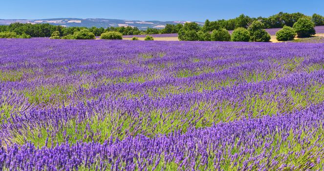 Lavender field in Provence