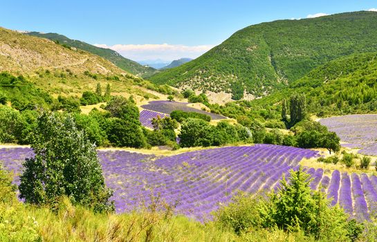 Lavender field in Provence