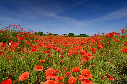 View of poppies in summer