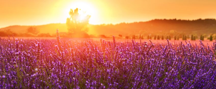 Lavender field at sunrise