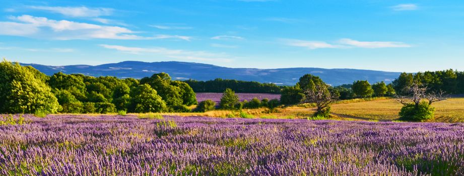 Panoramic view of lavender field in Provence