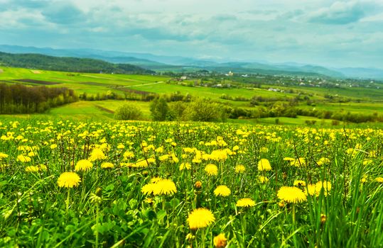 Dandelions on spring meadow