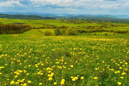 Dandelions on spring meadow