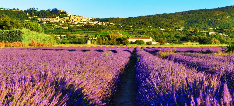 Lavender field in Provence