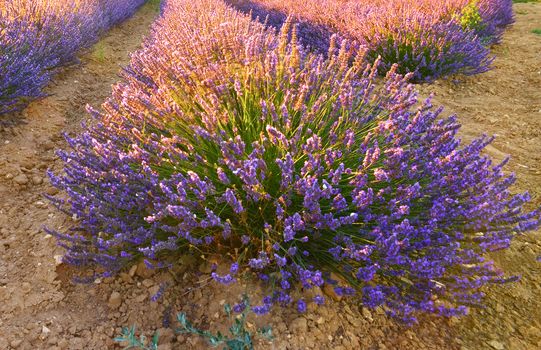 Lavender field in Provence