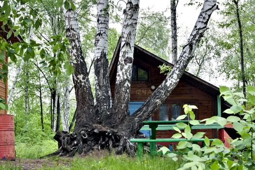 four big birches growing together as sisters