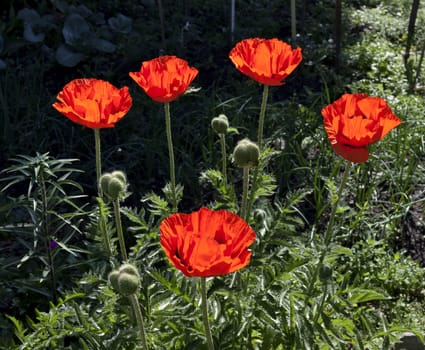 bright red poppy flowers on a background of natural greenery