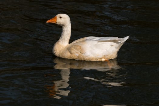 The Emden Goose is a breed of domestic goose