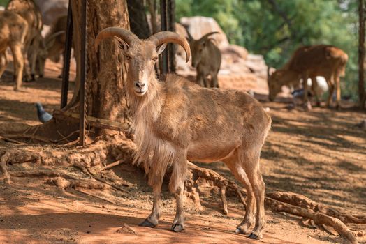 A male Barbary sheep, Ammotragus lervia, a species of goat-antelope native to rocky mountains in North Africa