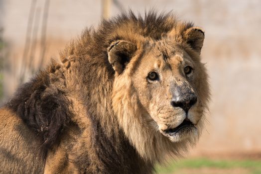 Close-up of a male African Lion, Panthera leo