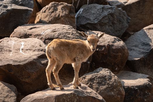 A Barbary sheep kid,  Ammotragus lervia, a species of goat-antelope native to rocky mountains in North Africa