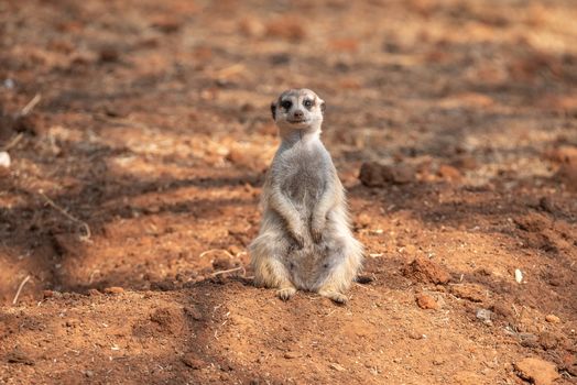 A female meerkat or suricate, Suricata suricatta, a small mammal belonging to the mongoose family