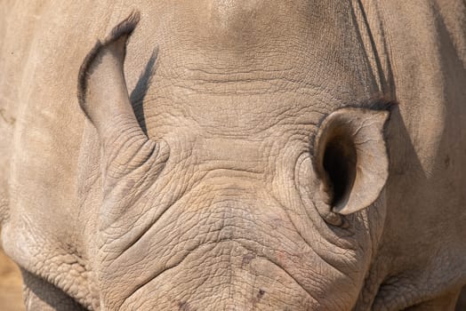 The ears of a white rhinoceros or square-lipped rhinoceros, Ceratotherium simum
